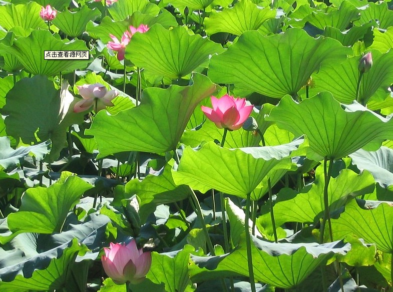 充满思念的六月
